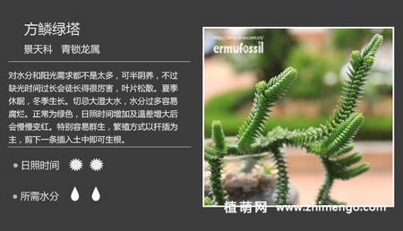 150种多肉植物图片名称大全