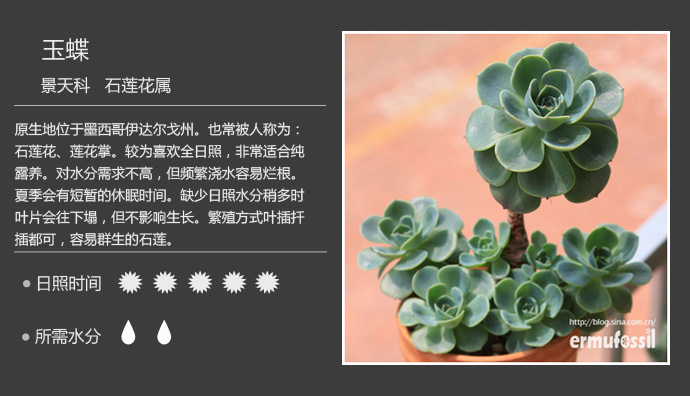 100种常见多肉植物图鉴及养殖方法