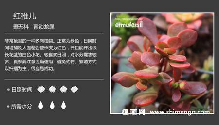 150种多肉植物图片名称大全