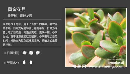 150种多肉植物图片名称大全