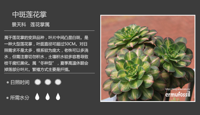 100种常见多肉植物图鉴及养殖方法