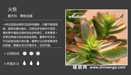 150种多肉植物图片名称大全