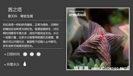150种多肉植物图片名称大全