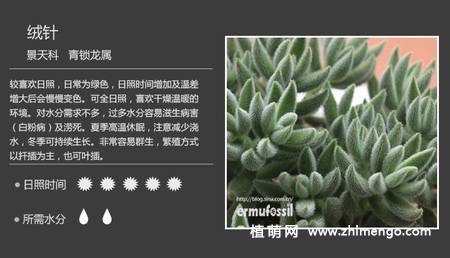 150种多肉植物图片名称大全