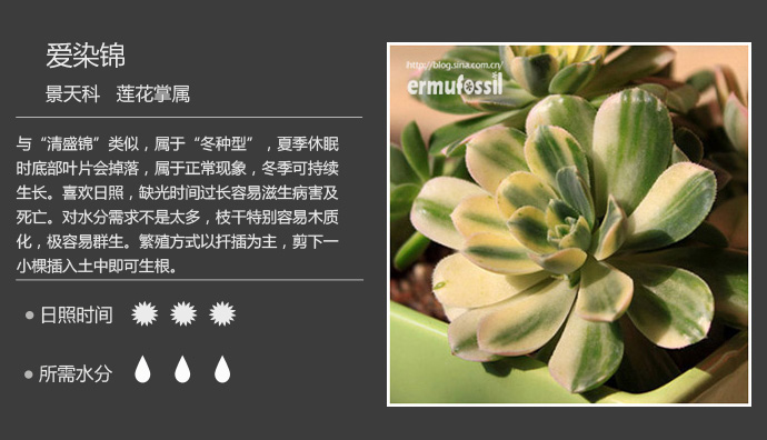 100种常见多肉植物图鉴及养殖方法