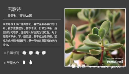 150种多肉植物图片名称大全