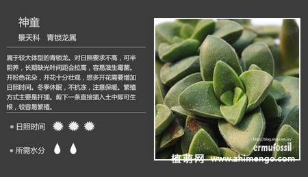 150种多肉植物图片名称大全