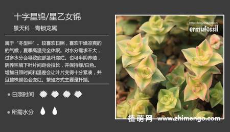 150种多肉植物图片名称大全
