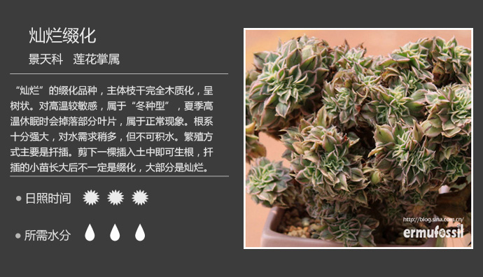 100种常见多肉植物图鉴及养殖方法