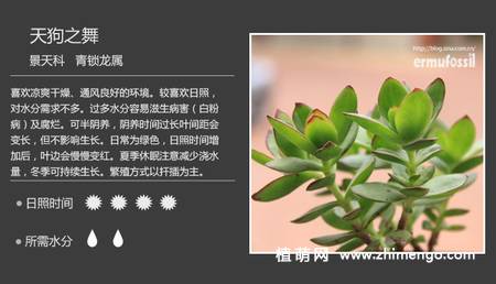 150种多肉植物图片名称大全