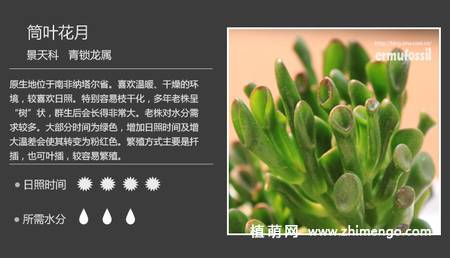 150种多肉植物图片名称大全