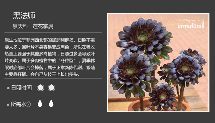 100种常见多肉植物图鉴及养殖方法