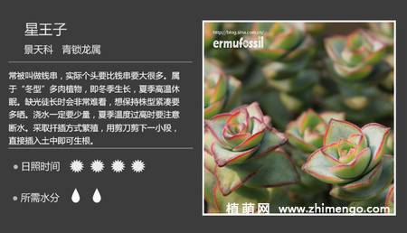 150种多肉植物图片名称大全