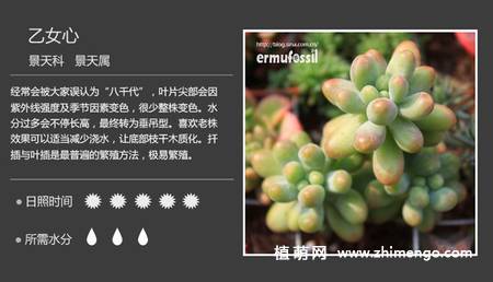 150种多肉植物图片名称大全