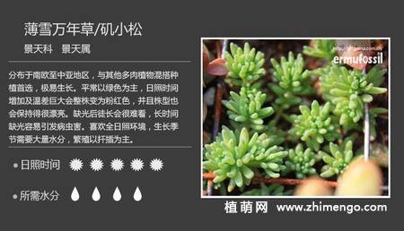 150种多肉植物图片名称大全