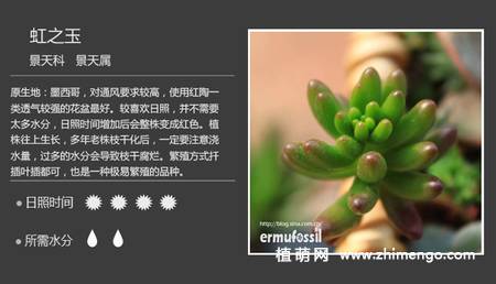 150种多肉植物图片名称大全