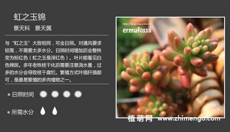 150种多肉植物图片名称大全