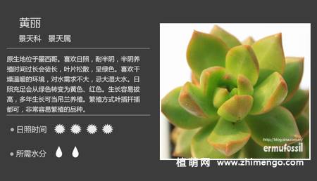 150种多肉植物图片名称大全