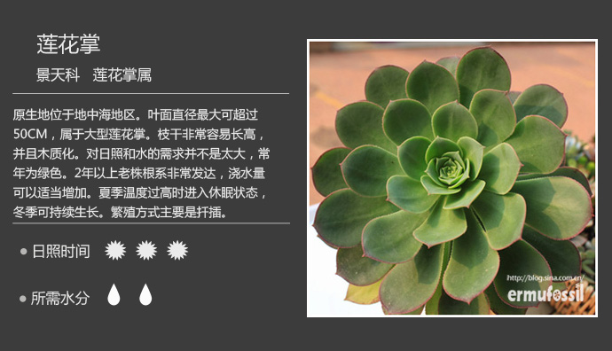 100种常见多肉植物图鉴及养殖方法