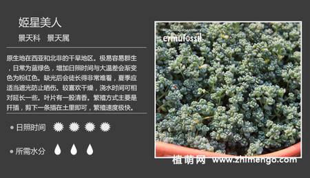 150种多肉植物图片名称大全