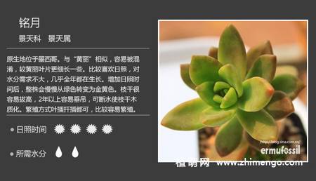 150种多肉植物图片名称大全