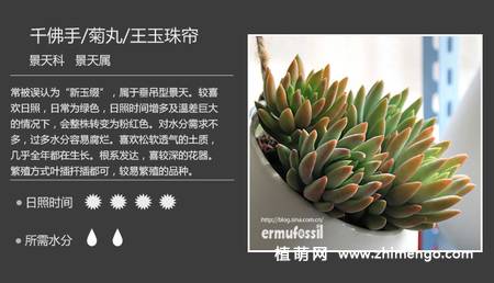 150种多肉植物图片名称大全