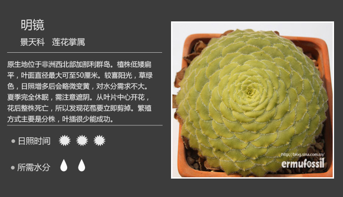 100种常见多肉植物图鉴及养殖方法