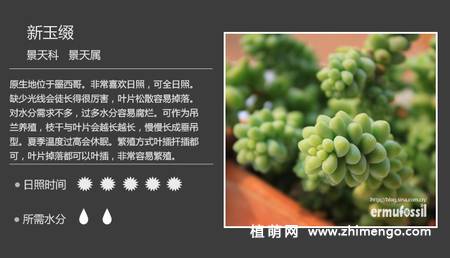 150种多肉植物图片名称大全
