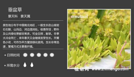 150种多肉植物图片名称大全