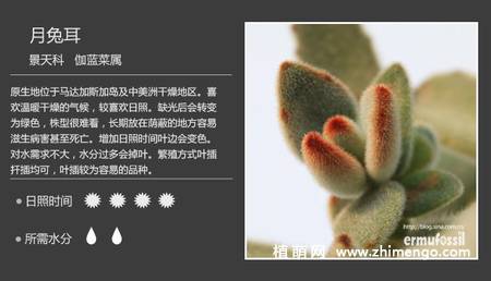 150种多肉植物图片名称大全
