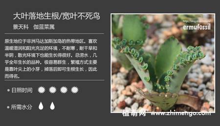 150种多肉植物图片名称大全