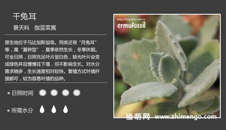 150种多肉植物图片名称大全