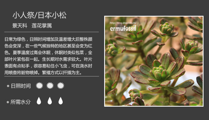 100种常见多肉植物图鉴及养殖方法