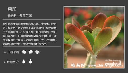 150种多肉植物图片名称大全