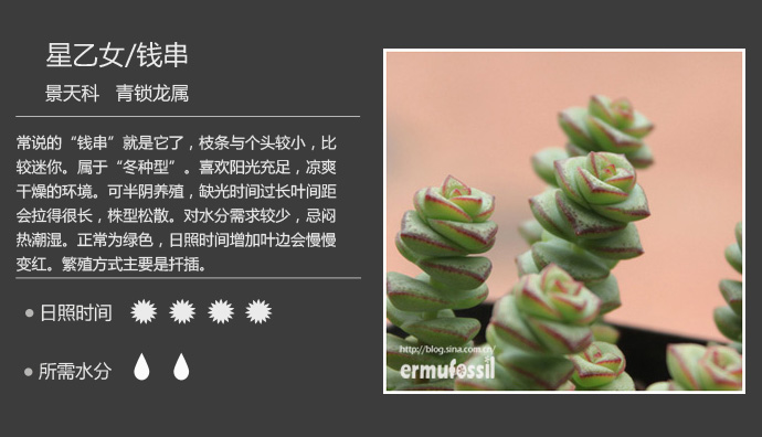 100种常见多肉植物图鉴及养殖方法