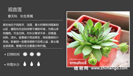 150种多肉植物图片名称大全