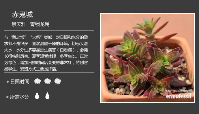 100种常见多肉植物图鉴及养殖方法