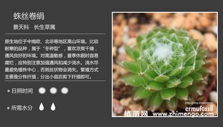 150种多肉植物图片名称大全