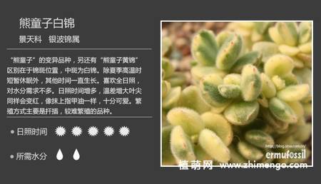 150种多肉植物图片名称大全