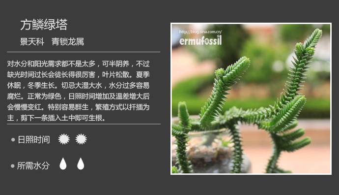 100种常见多肉植物图鉴及养殖方法