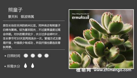 150种多肉植物图片名称大全