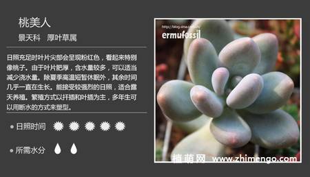 150种多肉植物图片名称大全