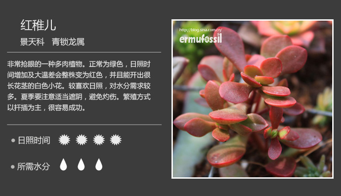100种常见多肉植物图鉴及养殖方法