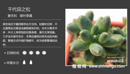 150种多肉植物图片名称大全