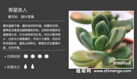 150种多肉植物图片名称大全