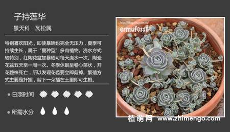 150种多肉植物图片名称大全