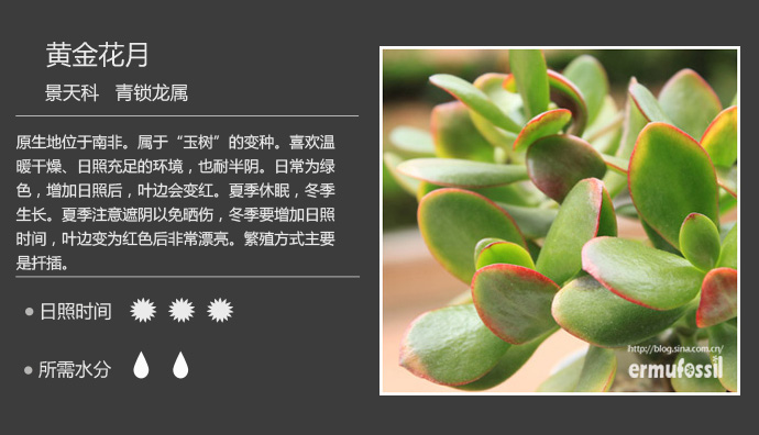 100种常见多肉植物图鉴及养殖方法