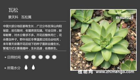 150种多肉植物图片名称大全