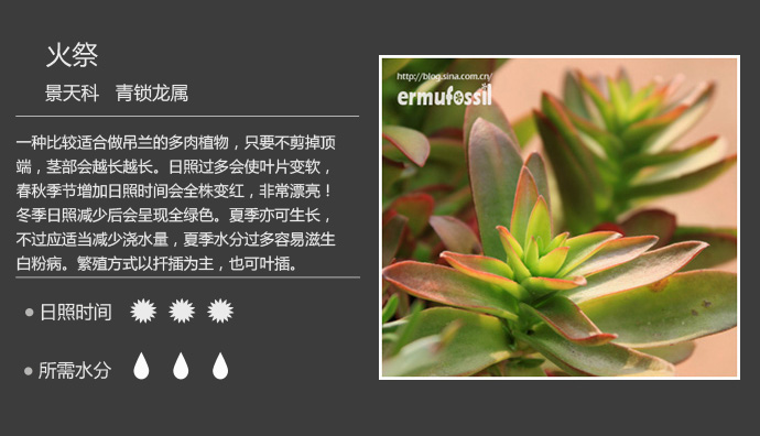100种常见多肉植物图鉴及养殖方法