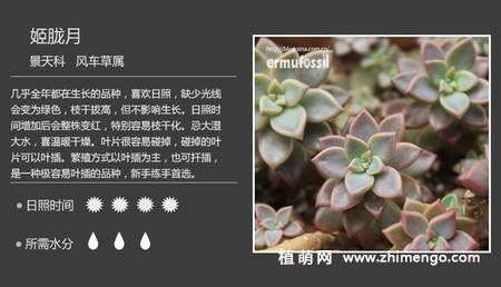 150种多肉植物图片名称大全